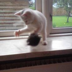 Blanding af racer Molly