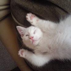 Blanding af racer Molly