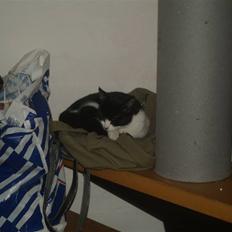 Huskat Miv*RIP Min lille skat*