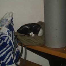 Huskat Miv*RIP Min lille skat*