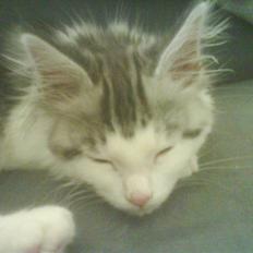 Maine Coon Bacardi