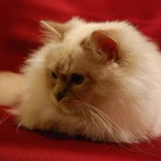 Hellig Birma Von Frey's Queenie