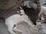 Huskat Basse <3 † R.I.P. † - Tiger! gider du lige? 