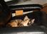 Maine Coon Jessie * R.I.P * † - Elsker og ligge i denne stol. 