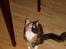 Maine Coon Jessie * R.I.P * † - Sidder lige og venter pænt på at mor servere noget hill´s vådfoder. det er namme nam
