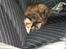 Maine Coon Jessie * R.I.P * † - Hvis jeg nu presser mig langt nok ned i sofaen så kan ingen se mig. også kan jeg springe på mor og give hende et chok