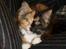 Maine Coon Jessie * R.I.P * † - Ja, i know,  jeg er yndig og speciel. 