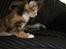 Maine Coon Jessie * R.I.P * † - Hov hvad er det.? 