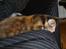 Maine Coon Jessie * R.I.P * † - Jeg holder øje med dig Zuki. 