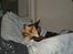 Maine Coon Jessie * R.I.P * † - Slapper lidt af med farmand. 