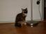 Maine Coon Jessie * R.I.P * † - Jeg sidder bare lige her. det må jeg da godt