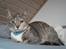 Huskat Libra