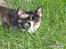Huskat Tequila Sunrice *Kila*