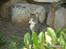 Huskat Bakardi *Carlo* R.I.P.