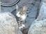 Huskat Bakardi *Carlo* R.I.P.
