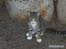Huskat Bakardi *Carlo* R.I.P.