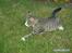 Huskat Bakardi *Carlo* R.I.P.