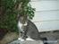 Huskat Bakardi *Carlo* R.I.P.