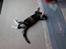 Huskat Tequila Sunrice *Kila*