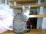 Huskat Bakardi *Carlo* R.I.P.