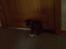 Blanding af racer Tubsi R.I.P.