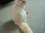 Ragdoll Jack Daniels Red Label