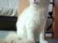Ragdoll Jack Daniels Red Label