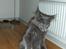 Maine Coon Micharlo's Duan Sardor