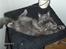 Maine Coon Micharlo's Duan Sardor