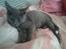 Huskat Baby R.I.P