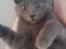 Huskat Baby R.I.P