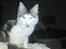 Maine Coon Bacardi - Bare godt fanget det billede.
