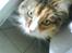 Norsk Skovkat R.I.P Saffi - Lynhurtigt close up på Saffi. :D