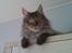 Maine Coon Fia 