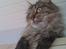 Maine Coon Fia 