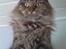 Maine Coon Fia 