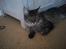 Maine Coon Fia 