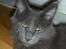 Maine Coon Micharlo's Duan Sardor