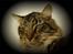 Maine Coon Nemo - Hej velkommen til min profil:-)