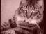 Maine Coon Nemo
