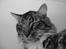 Maine Coon Nemo