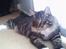 Maine Coon Nemo