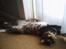 Maine Coon Nemo