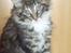 Maine Coon Nemo - 11 uger
