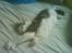 Maine Coon Bacardi - ligger og slanger sig i lines seng,