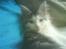Maine Coon Bacardi - Ej hvor strænkt så bliver man vækket!!?