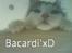 Maine Coon Bacardi - Halløj? xD