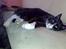 Huskat Misser - R.I.P. ( Veninde's kat)