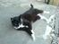 Huskat Misser - R.I.P. ( Veninde's kat)