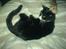 Huskat Misser - R.I.P. ( Veninde's kat)